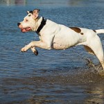 Hund Wasserspiele