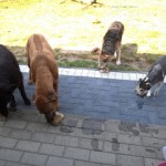 Hunde eis