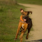 Hunde laufend