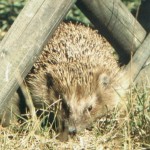 Igel jpeg