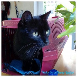 Fundkater schwarz 2006
